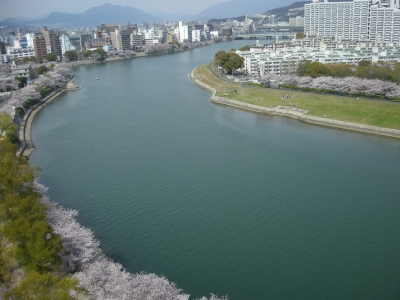 桜の季節です