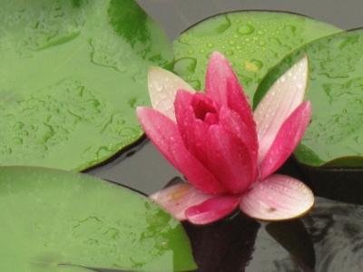 雨に薫る睡蓮