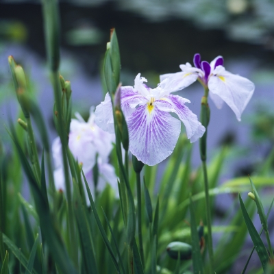 花菖蒲